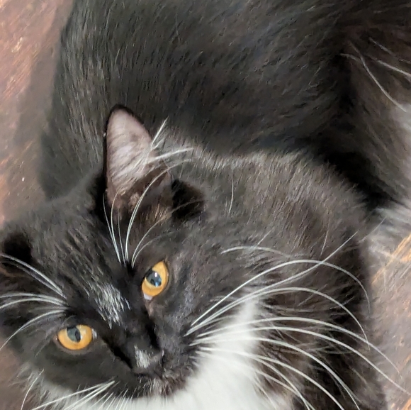 Wool coat - Picture 9 of 10